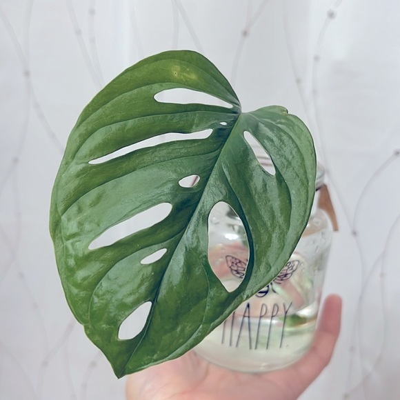 🪴Propagated rooted trimmings - Monstera Adansonii, Swiss cheese plant - Picture 9 of 10